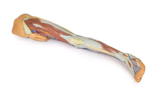 Lower limb – superficial dissection with male left pelvis