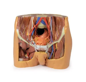 Male Pelvis