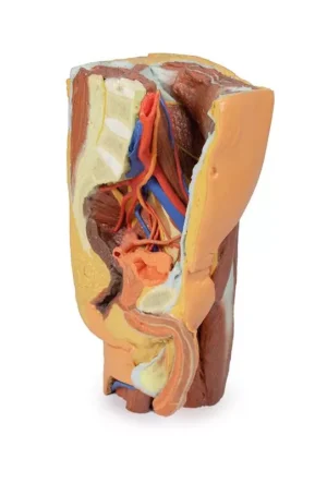 Male left pelvis and proximal thigh