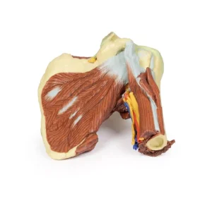Shoulder - deep dissection of the left shoulder joint, musculature, and associated nerves and vessels