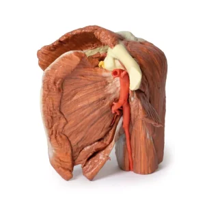 Shoulder (left) - Superficial muscles and axillary/brachial artery