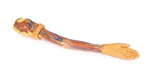 Upper Limb