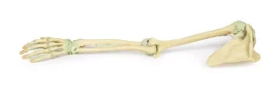 Upper Limb Ligaments