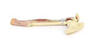 Upper Limb - biceps, bones and ligaments
