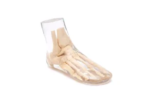 X-Ray Phantom Foot, transparent