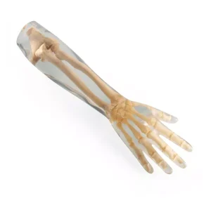 X-Ray Phantom Lower Arm, transparent