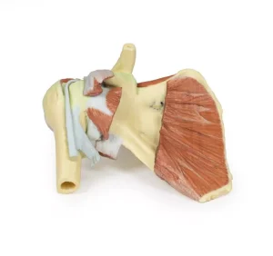 Shoulder - deep dissection of a right shoulder girdle, preserving a complete scapula, lateral clavicle, and proximal humerus