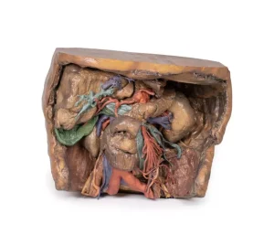 Abdomen vasculature